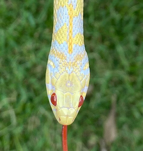 Albino Checkereds Garter Snake by CPX Reptiles