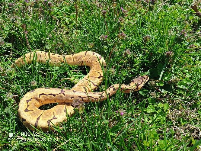 IMG_20250328_123045_510