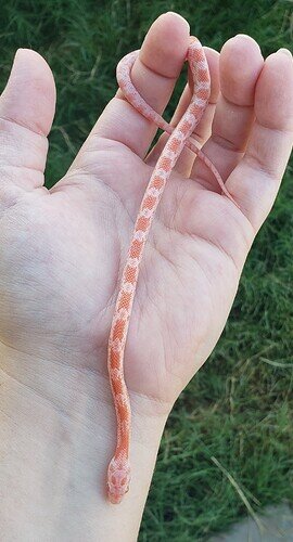 pale orange baby corn snake in hand
