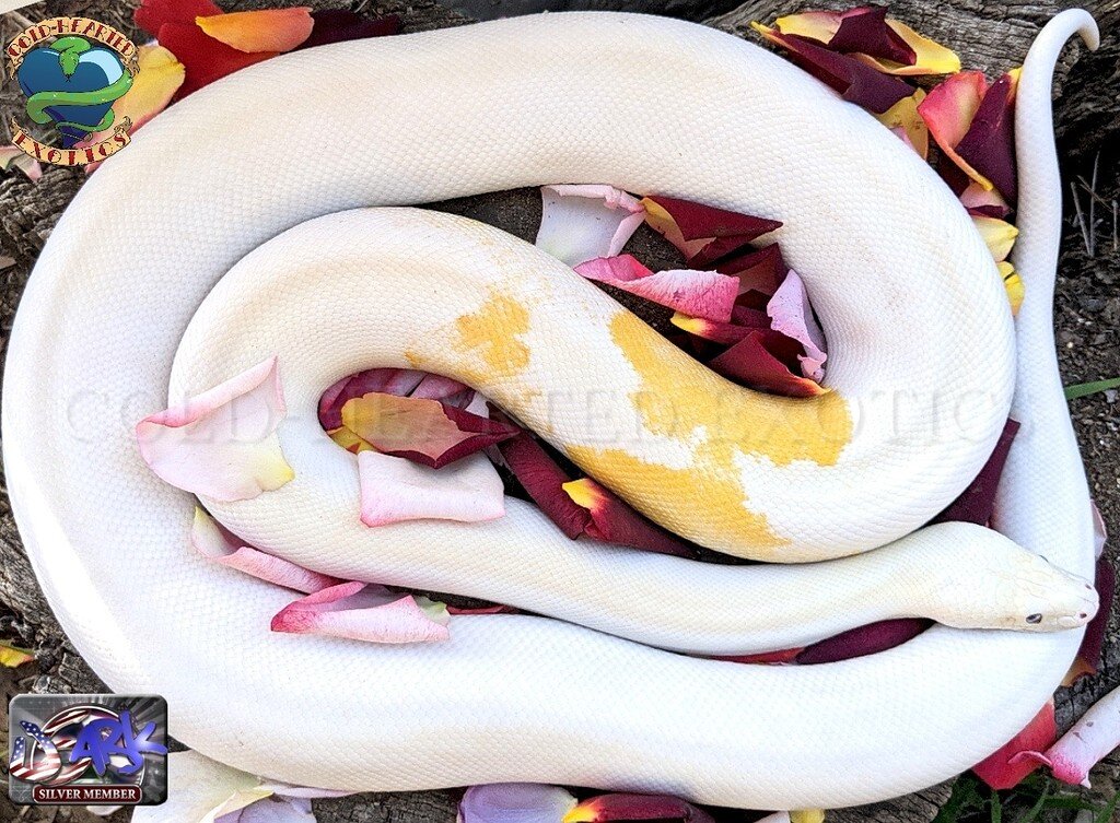 Ivory Granite+Albino Granite PARADOX! - Burmese Pythons - MorphMarket ...