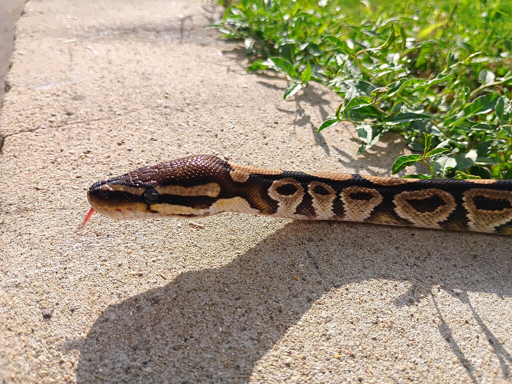 Ball identification - Ball Pythons - MorphMarket Reptile Community