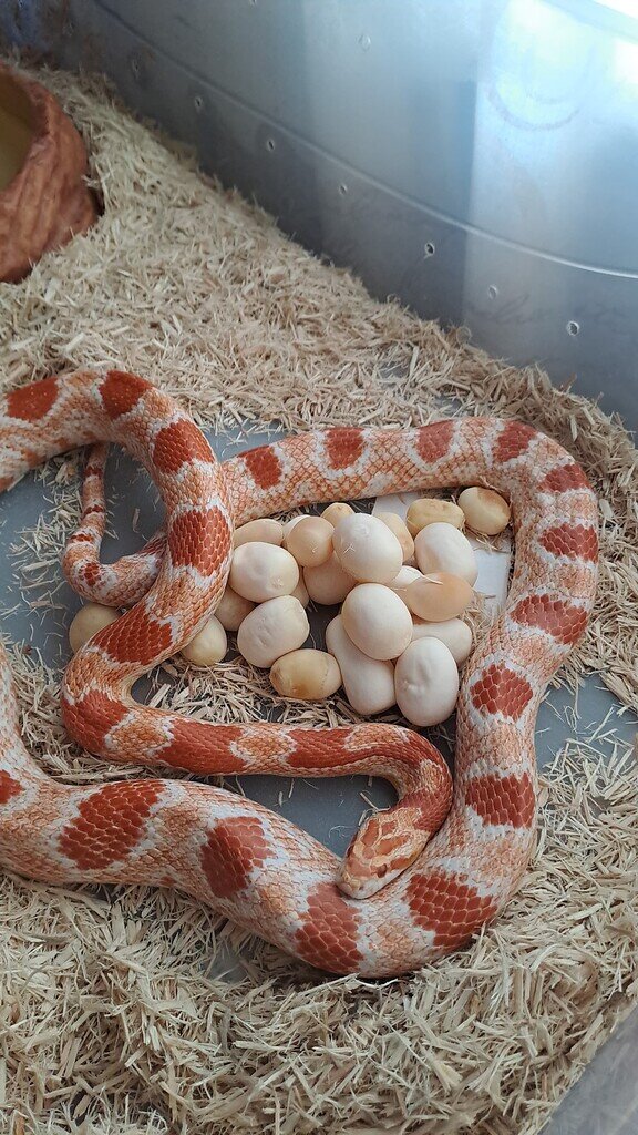 My first ever clutch Corn Snakes MorphMarket Reptile Community