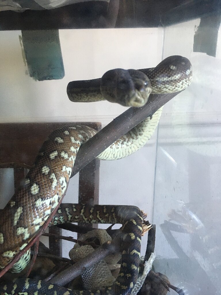 Rescue noodle - help! - Carpet Pythons - MorphMarket Reptile Community
