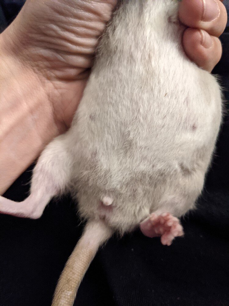 Signs That A Rat Is Pregnant Feeder Rodents MorphMarket Reptile Community
