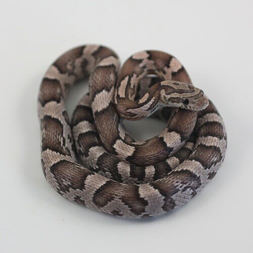 pink and gray baby corn snake