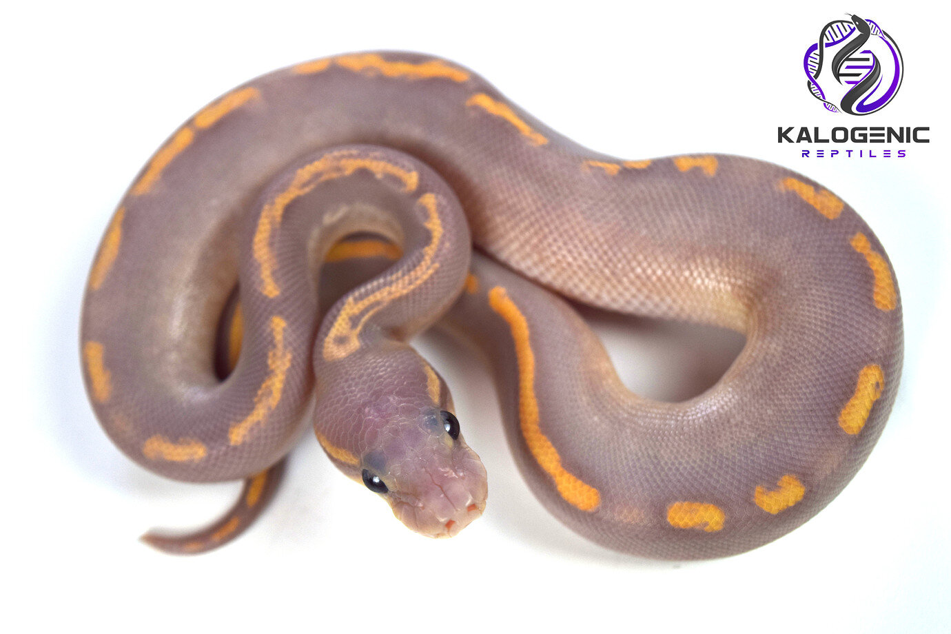 purple python snake purple python snake