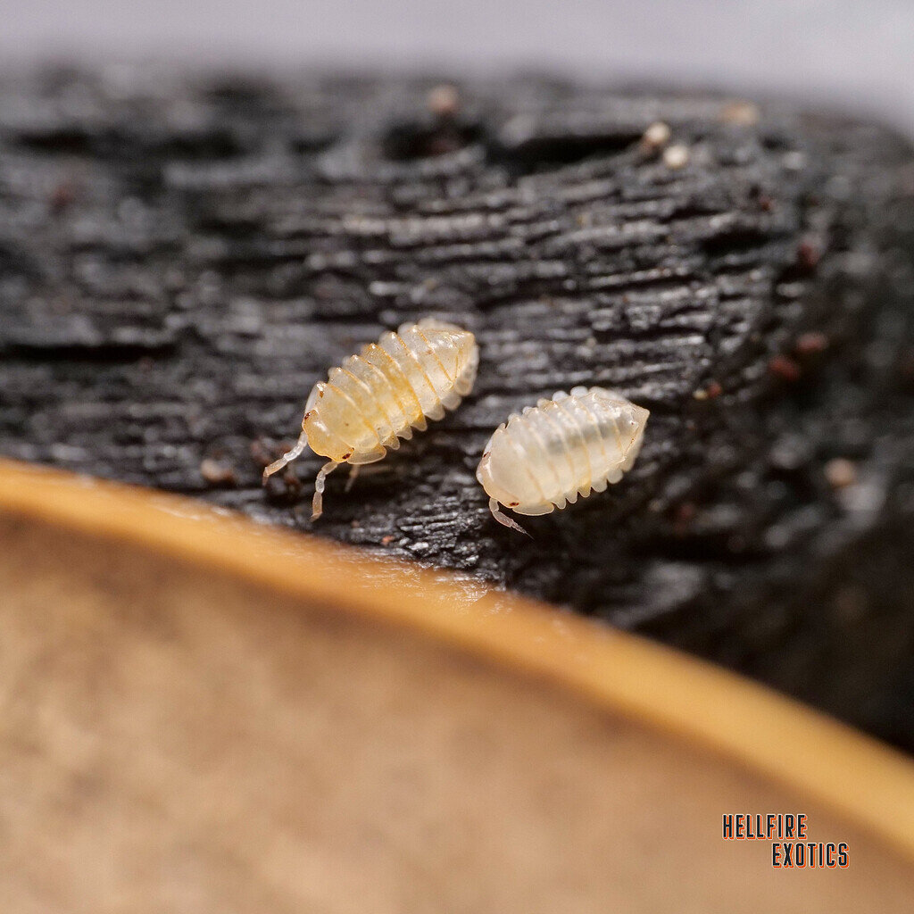 Baby Spinosus are too cute! - Isopods - MorphMarket Reptile Community