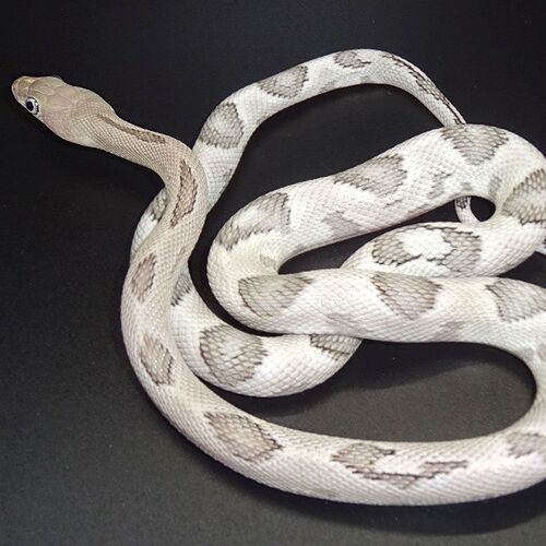Silver-Transpecos-Rat-Snake