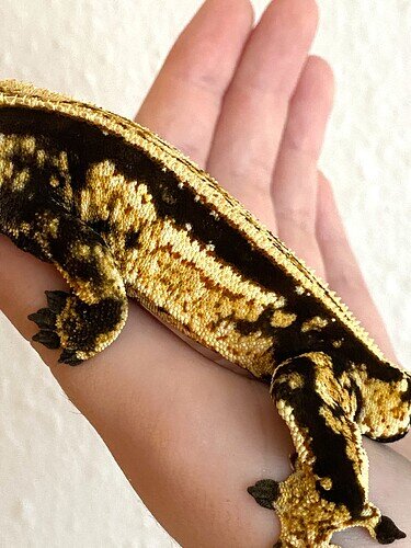 Quadstripe male with red reverse pinning