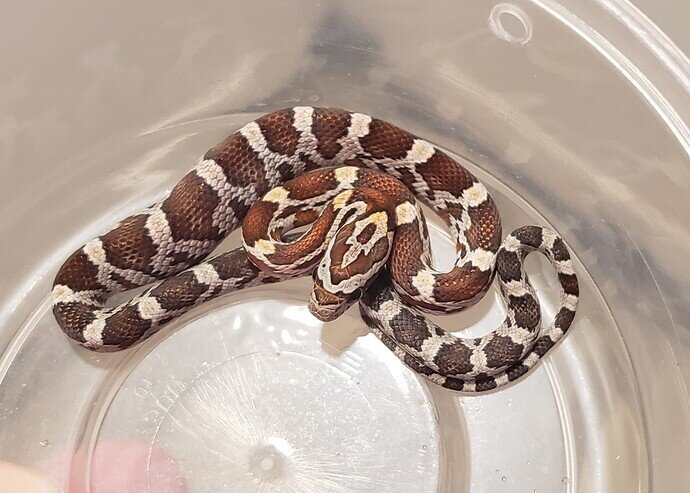 brown and gray baby corn snake with lump in belly