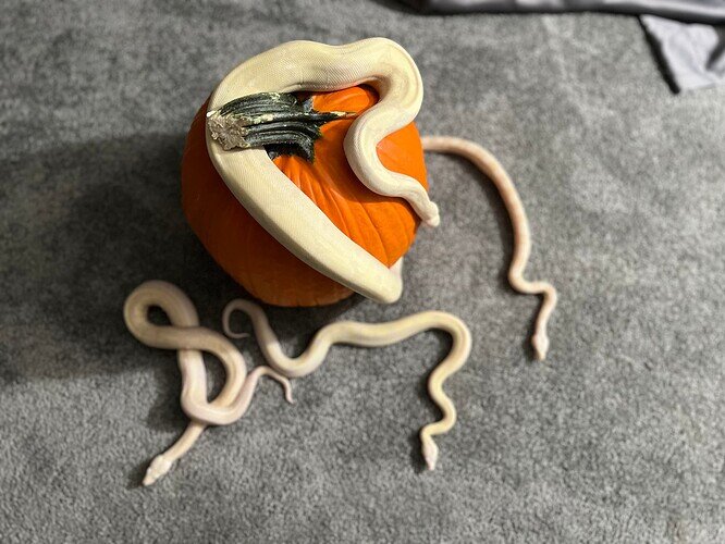 Moonglow and Three Snows Pumpkin 2022