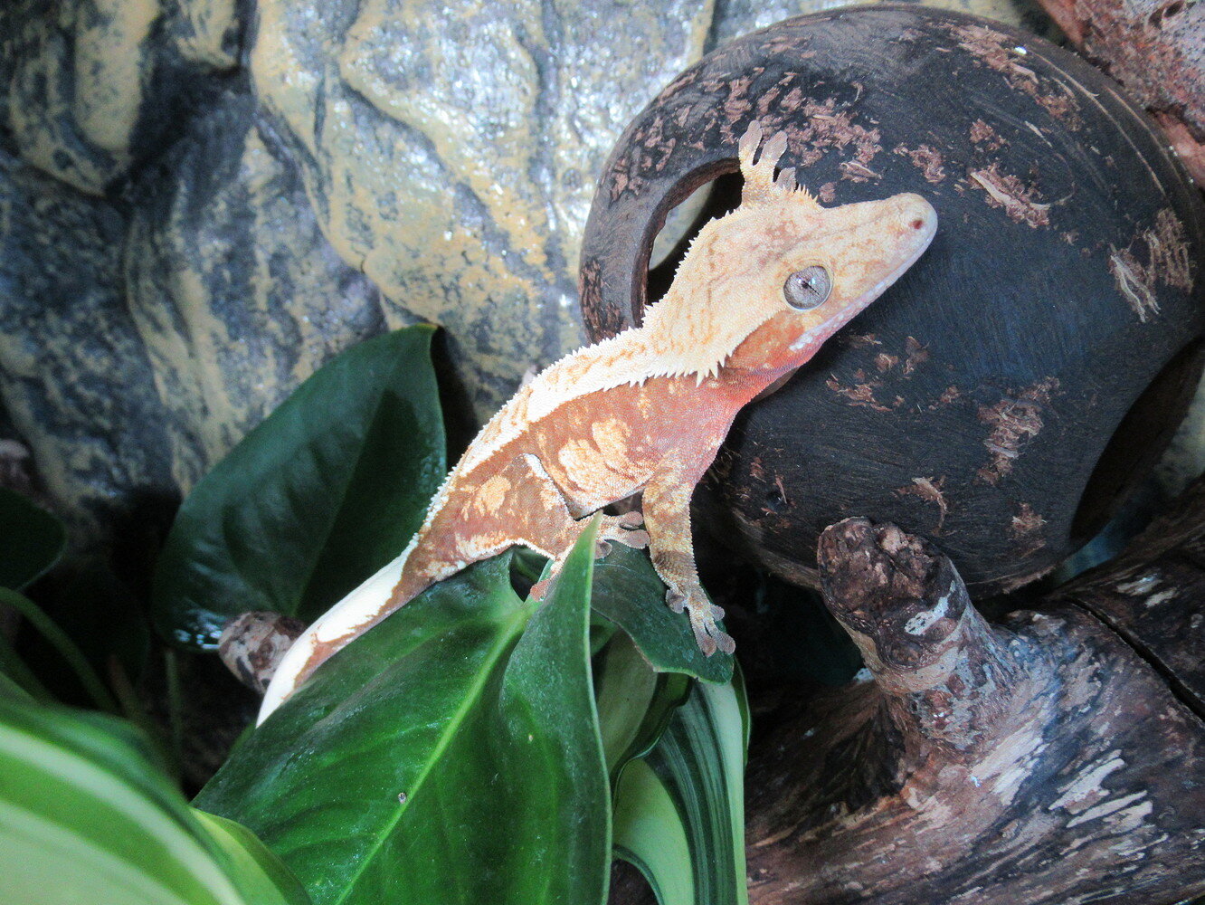 Crested Gecko Morph / Trait Guide - Crested Geckos - MorphMarket ...