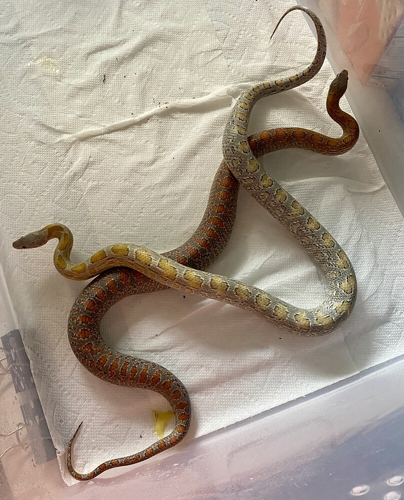 Curated visual reference: Visual Reference: Corn Snake Breeding Doubt Corn Snakes