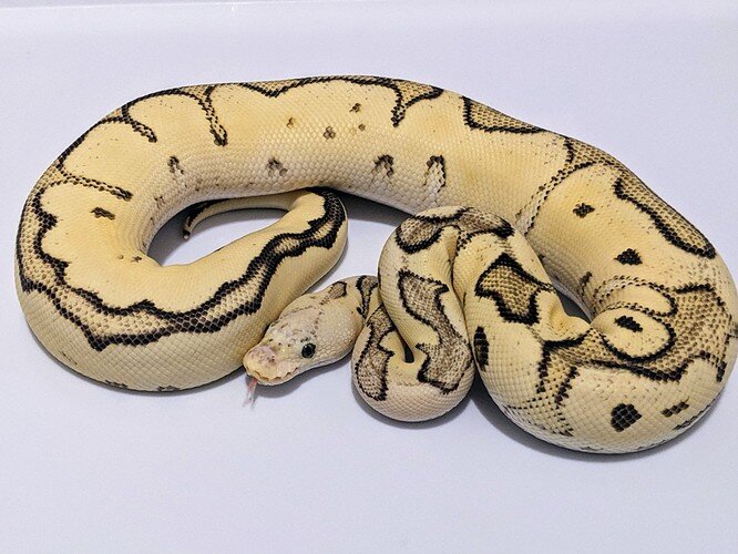 PXL_20210901_041918831~2