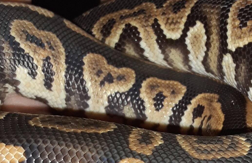 Show me your Alien heads - Ball Pythons - MorphMarket Reptile Community