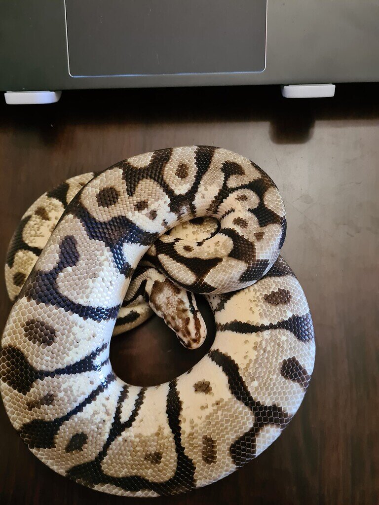 Help Identify Morph please - Ball Pythons - MorphMarket Reptile Community