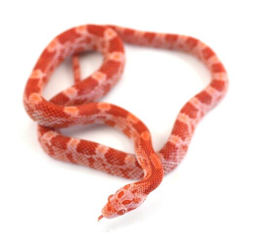 orange baby corn snake