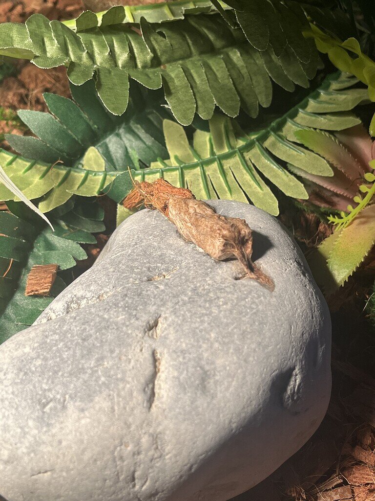 Did my snake throw up!? Ball Pythons MorphMarket Reptile Community