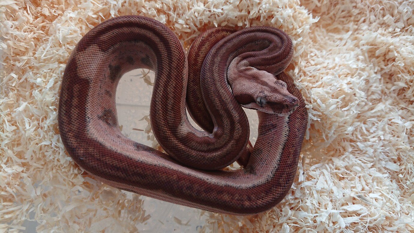 purple snake