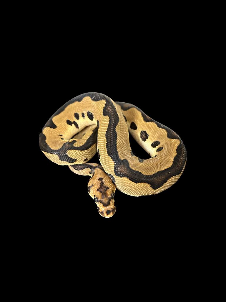 Ball python breeding? - Ball Pythons - MorphMarket Reptile Community