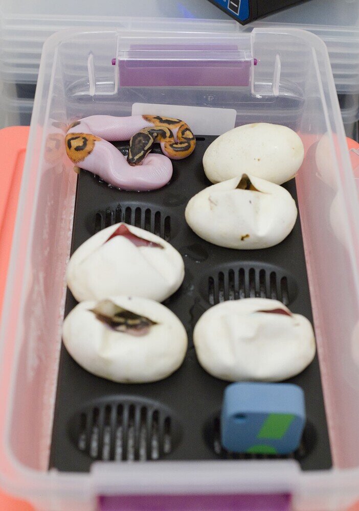 Ball Python egg box setup Ball Pythons MorphMarket Reptile Community