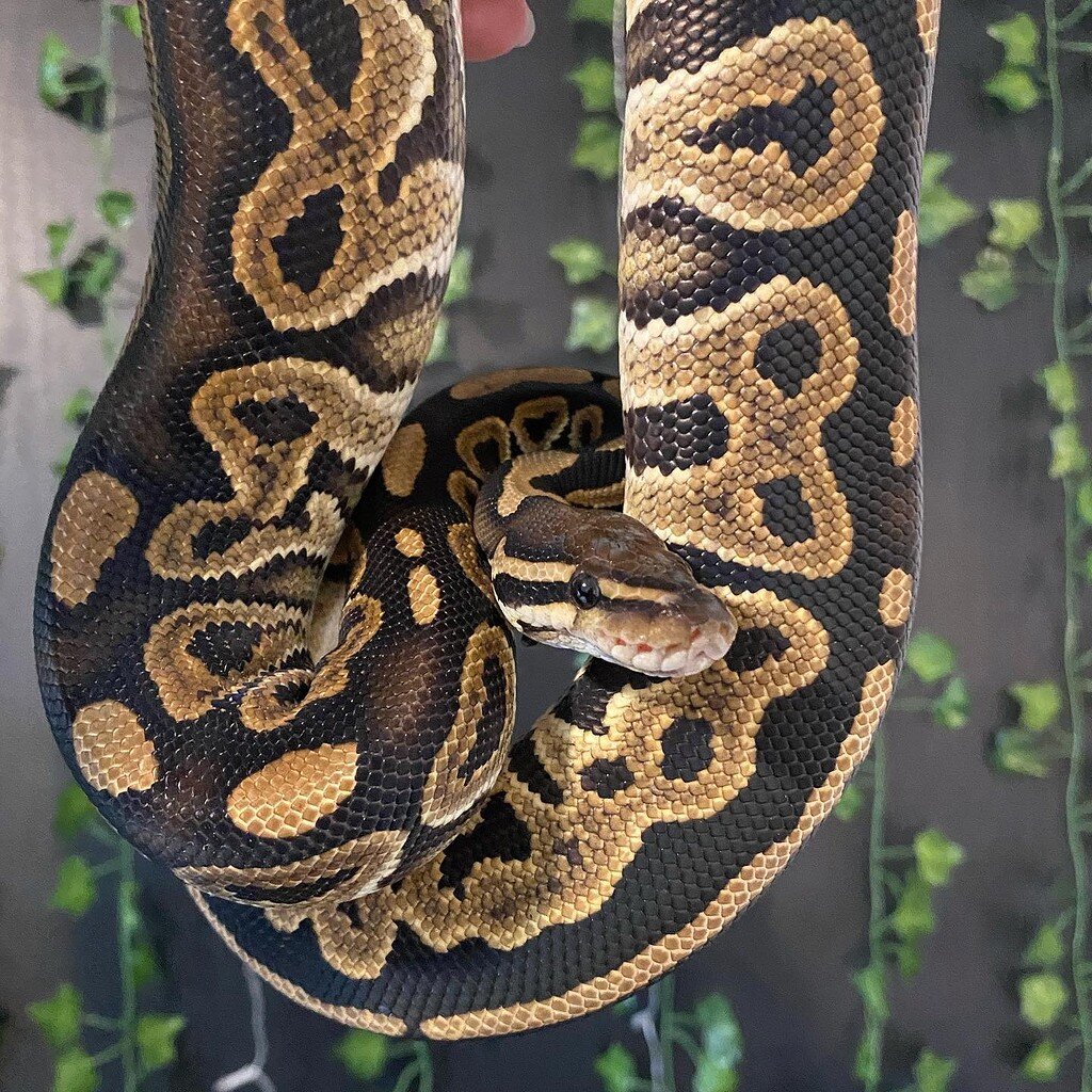 Just want to share my balls Ball Pythons MorphMarket Reptile Community