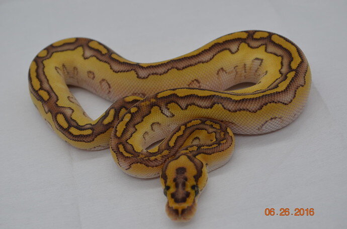 Ball Python Petsmart