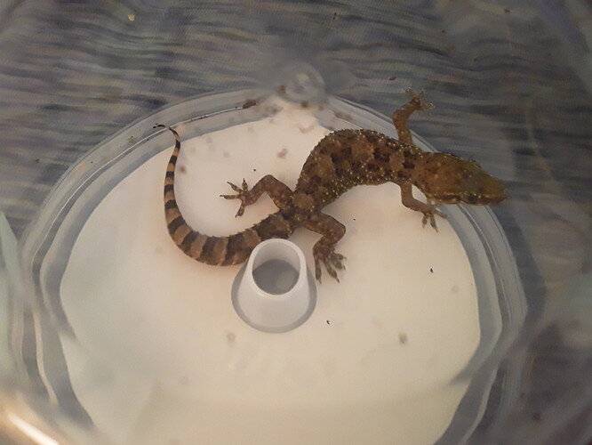 possible pictus