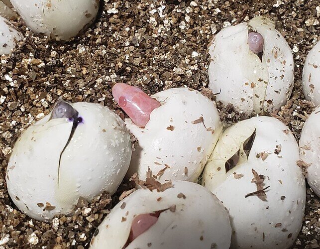 pink baby corn snake nose poking out of egg