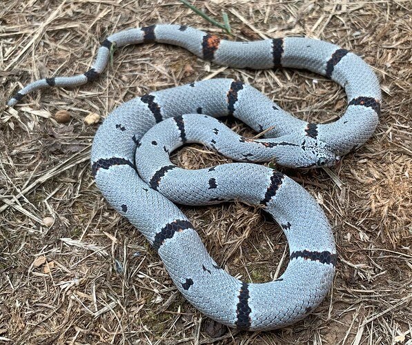 Culberson Locality Alterna Gray-banded Kingsnake by RMF Herps