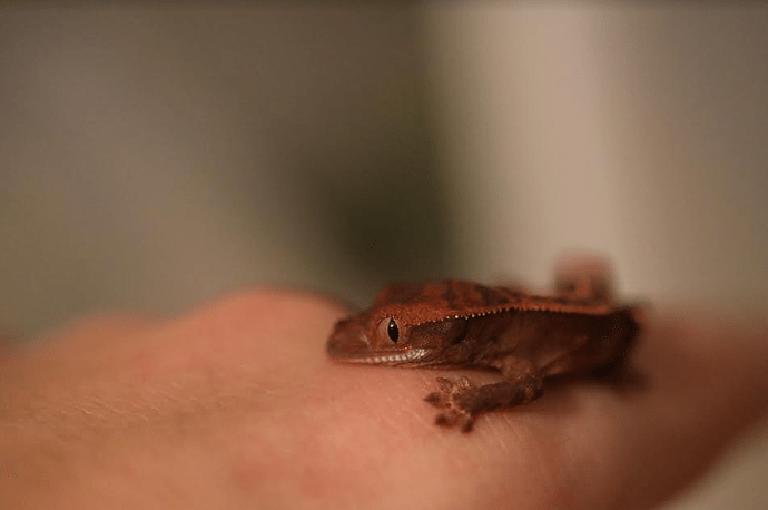 Screenshot 2022-08-02 12.50.01 PM