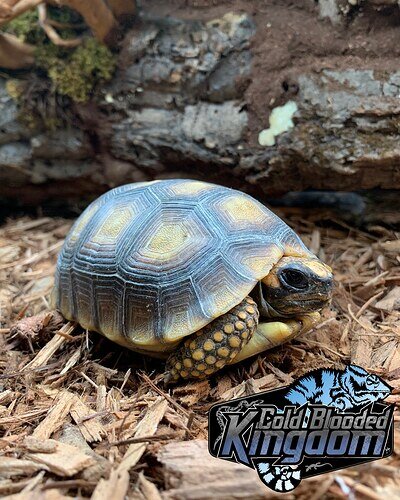Yellow Foot Tortoise Yellow-Footed Tortoise by Cold Blooded Kingdom