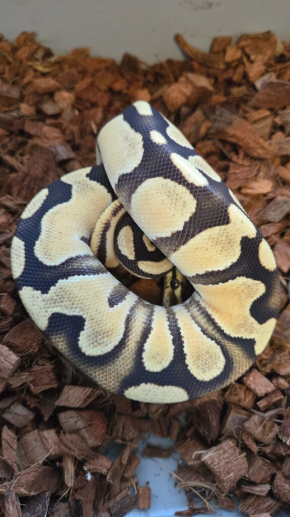 I need more help in identifying these morphs - Ball Pythons ...