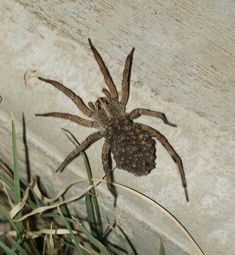 brown spider with babies on its back
