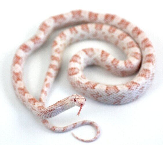 red and white corn snake