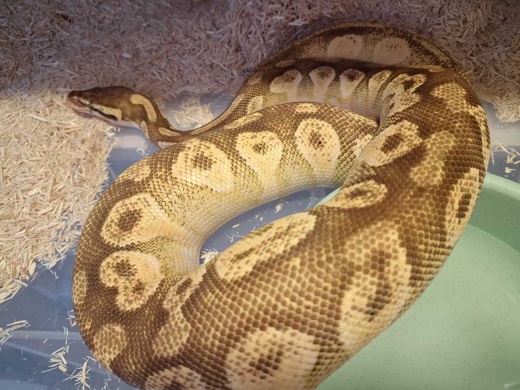 A question for genetic identification in hatching - Ball Pythons ...