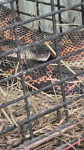 received_1104345041026704