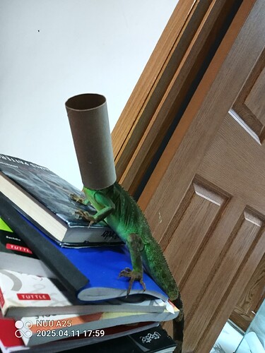 IMG_20250411_175952_980