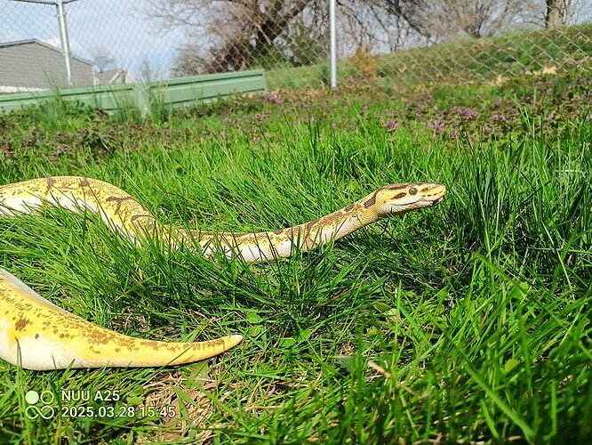 IMG_20250328_154524_606