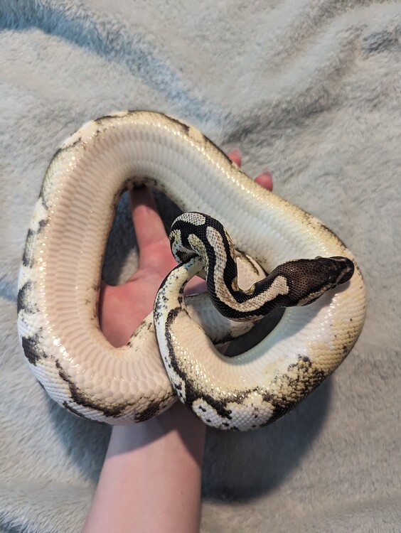 What is her morph? - Ball Pythons - MorphMarket Reptile Community