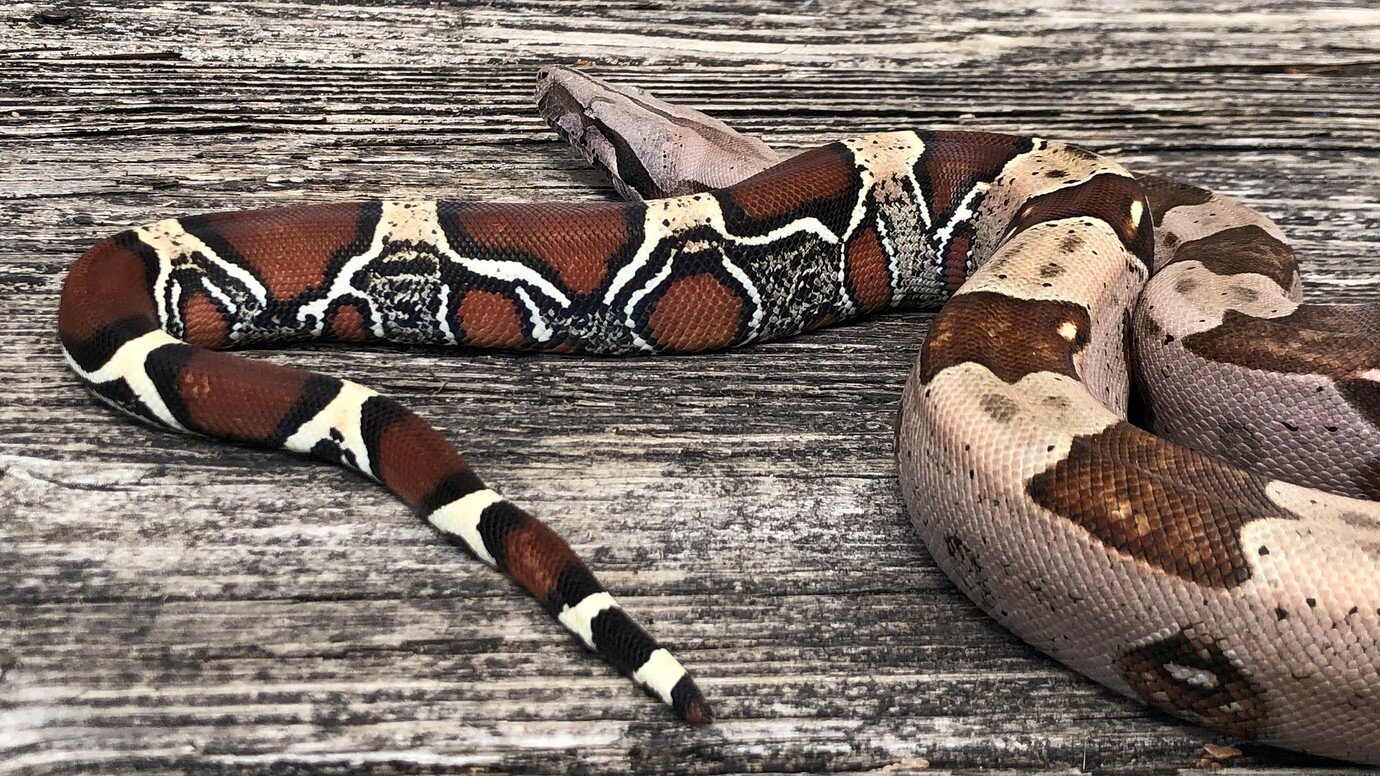 My High Color Tarahumara Dwarf Boa - Boa Constrictors - MorphMarket ...