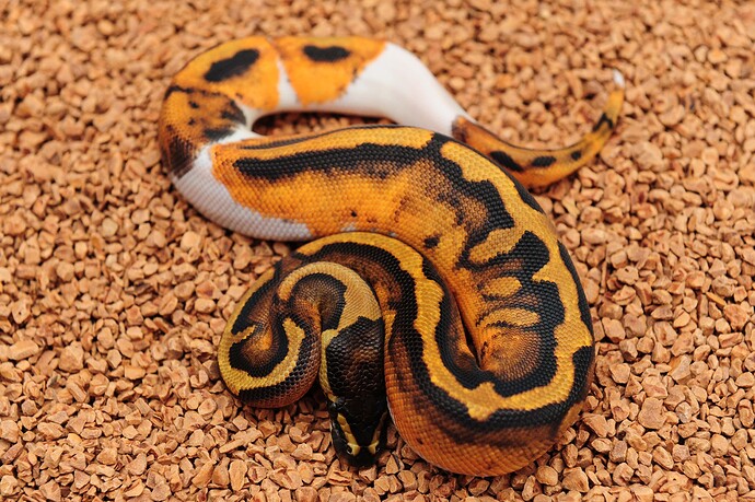 Super HOG Pied het Albino 1