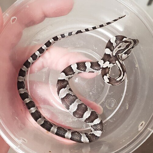 black and white baby corn snake with large bulge in belly|