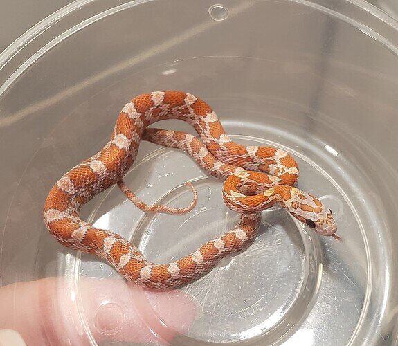 pale orange baby corn snake with lump in belly