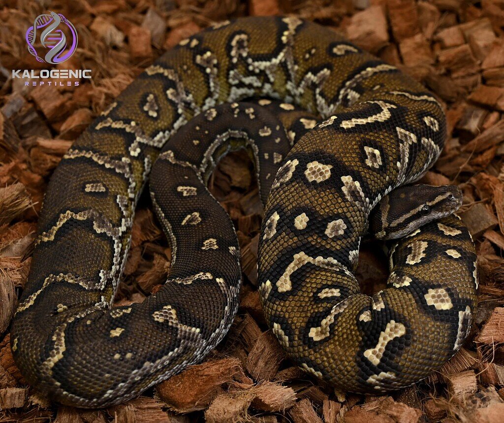 Rare photo of one of my Angolans actually sitting still for half a ...