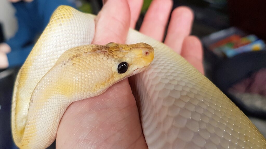 Mismatching eyes, when and what genes? - Ball Pythons - MorphMarket ...