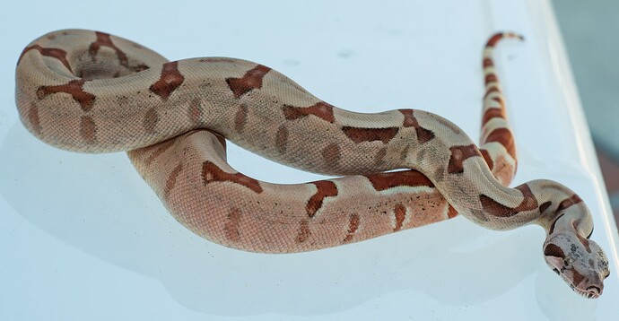 Pinky tail 1.16.2022