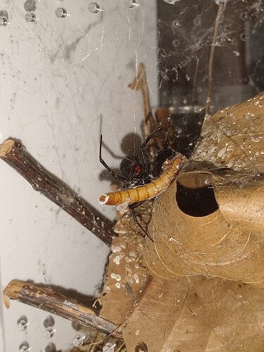 IMG_20250622_141915539