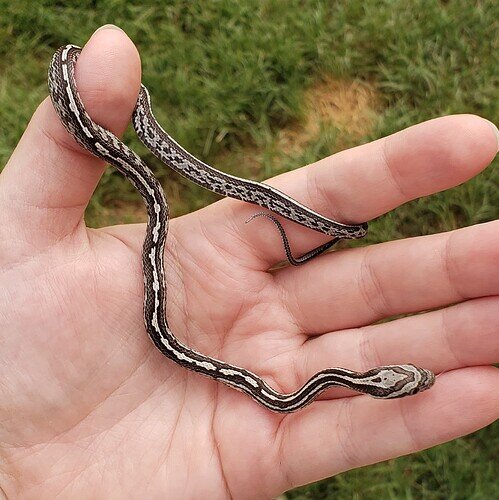 black and white baby corn snake with messy stripe down body