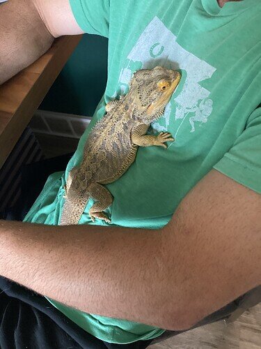 Bearded dragon takes job as drug-sniffing lizard  Got drugs? This little  guy might be responsible for catching you A bearded dragon is the newest  member of the Avondale AZ Police Department